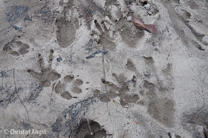 Empreintes de pattes avant (à gauche et au milieu en haut) et arrière (à droite) d’un castor. Pour comparaison, les empreintes d’un chien (au centre).5 sur 8 http://www.cscf.ch/cscf/home/biberfachstelle/biberspuren-erkennen/trittsiegelspur.html